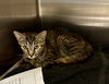 adoptable Cat in VAB, VA named 180895
