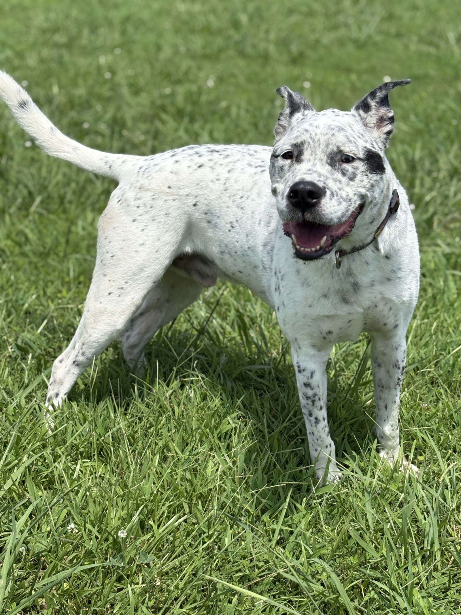 adoptable Dog in VAB, VA named 181003 Cooper