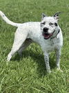adoptable Dog in  named 181003 Cooper