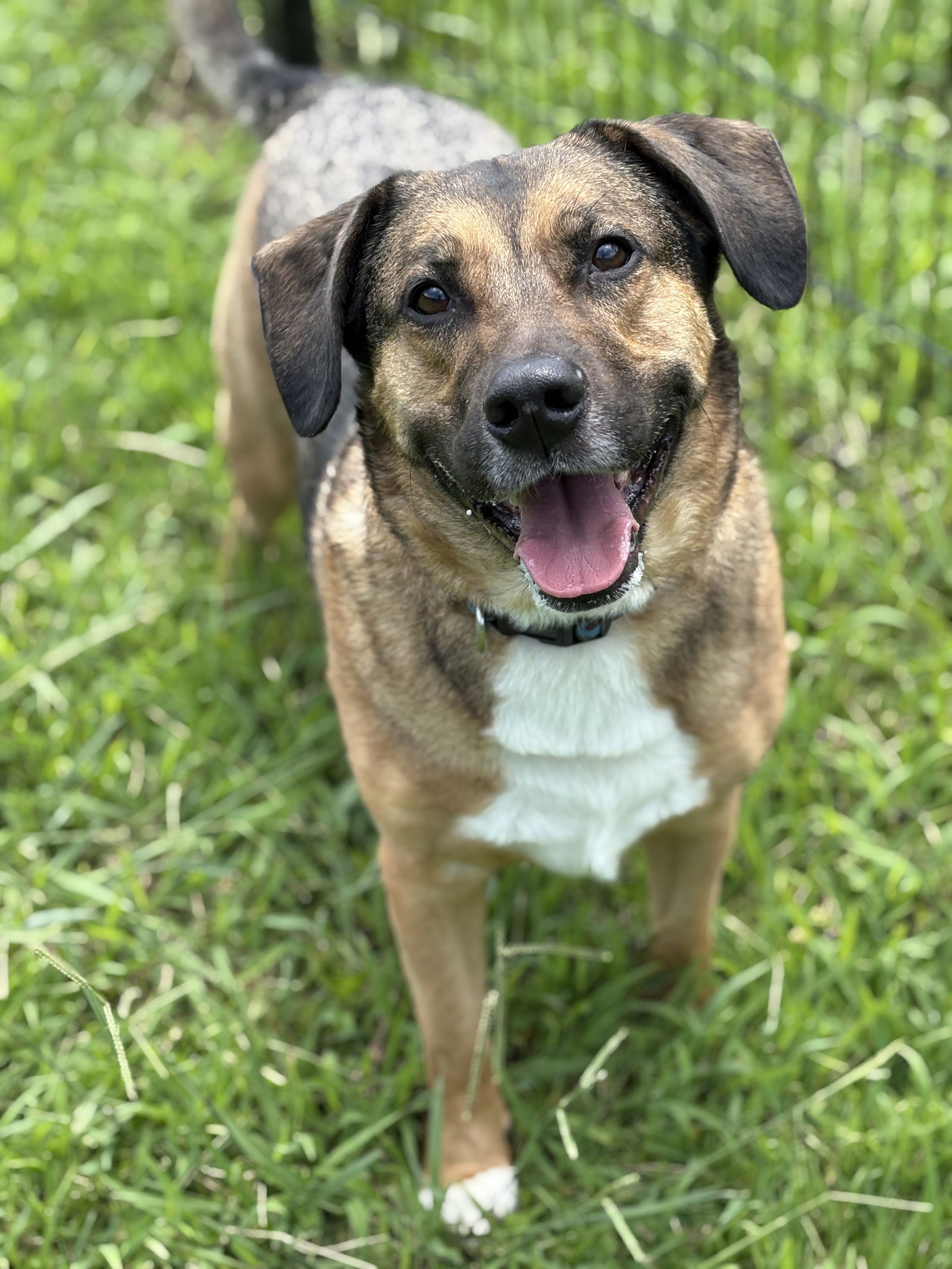 adoptable Dog in VAB, VA named 181007 Jocko