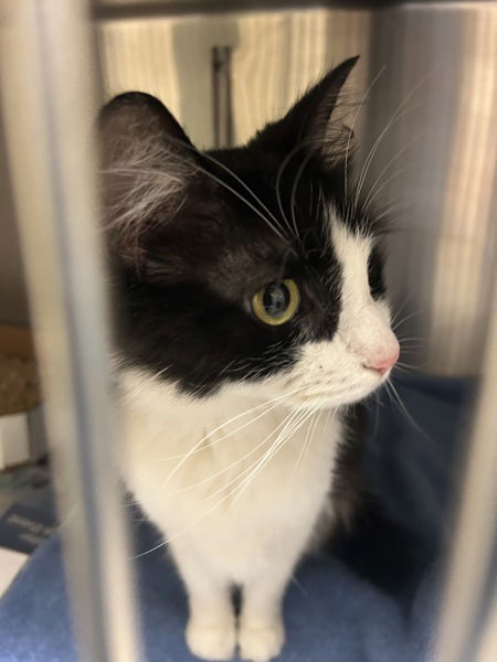adoptable Cat in VAB, VA named 181010 Gigi (Off Site Foster)