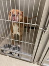 adoptable Dog in VAB, VA named 181016