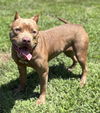 adoptable Dog in , VA named 181023 Aurora