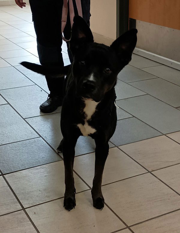 adoptable Dog in VAB, VA named 181031