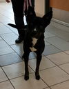 adoptable Dog in , VA named 181031