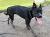 adoptable Dog in , VA named 181031 Riot
