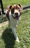 adoptable Dog in , VA named 181029 Toad