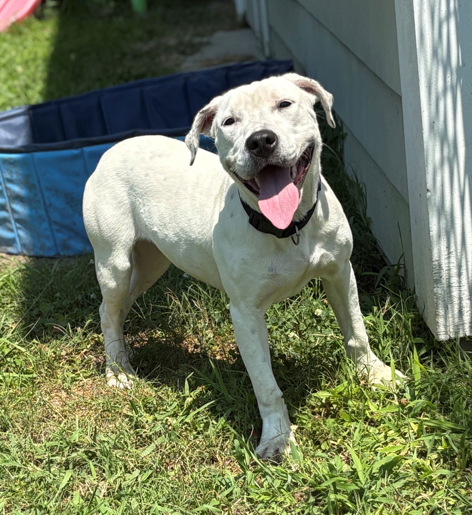 adoptable Dog in VAB, VA named 181030 Toadette