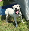 adoptable Dog in , VA named 181030 Toadette