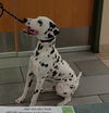 adoptable Dog in  named 181045 Dean (DEAF)