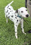 adoptable Dog in , VA named 181045 Dean (DEAF)