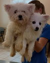 adoptable Dog in , VA named 181071 & 181072