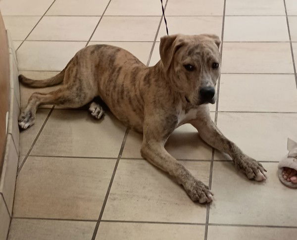 adoptable Dog in VAB, VA named 181076 Luna