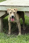 adoptable Dog in , VA named 181076 Luna