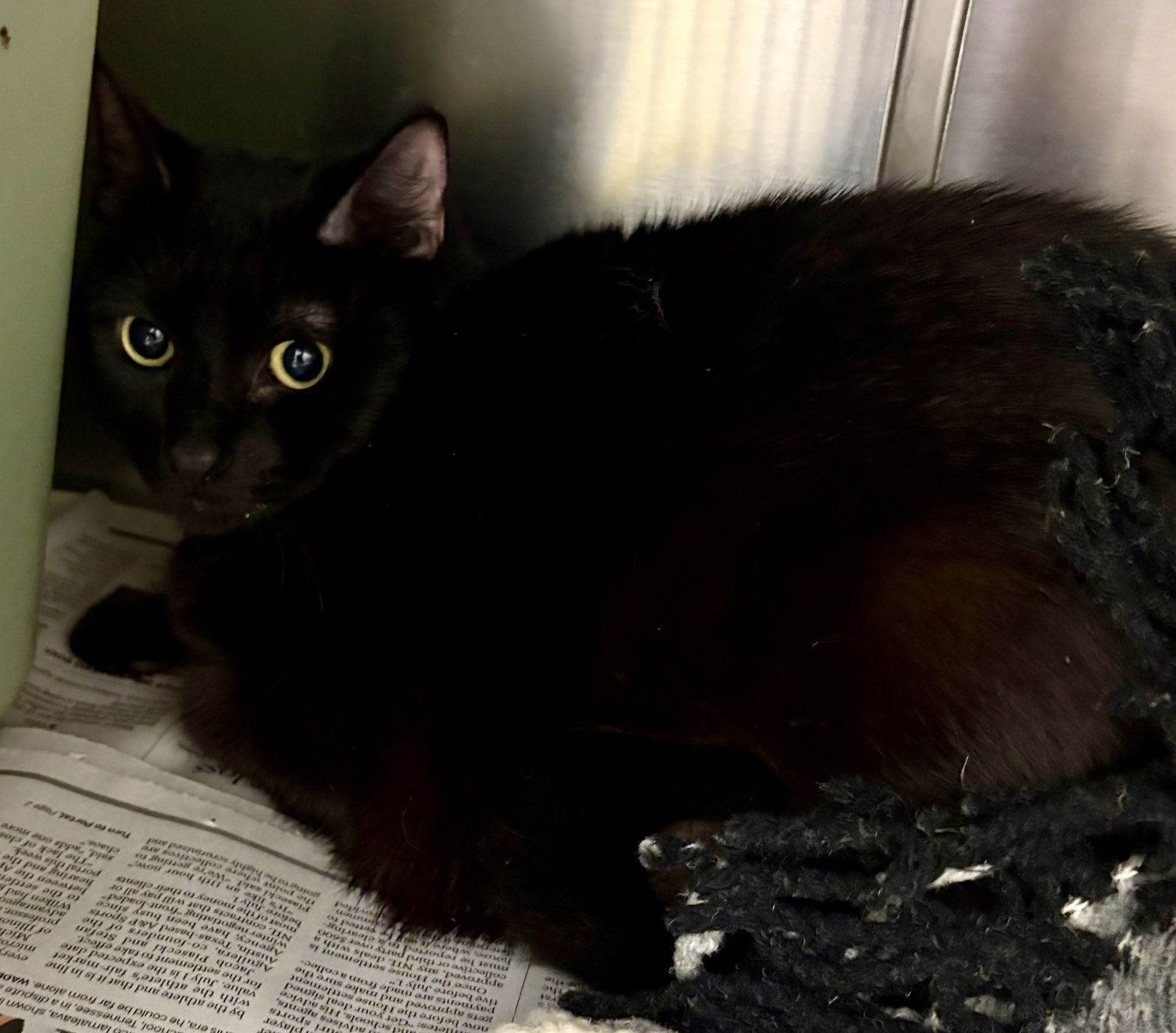 adoptable Cat in VAB, VA named 181078 Koji