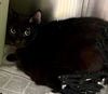 adoptable Cat in , VA named 181078 Koji