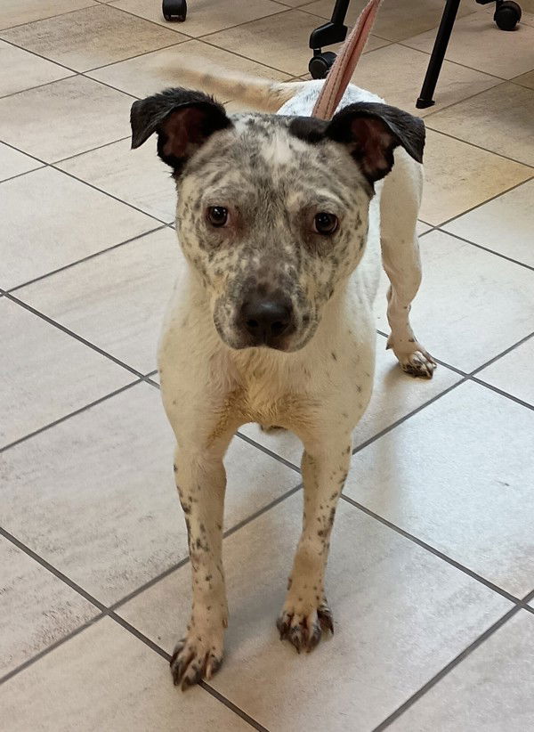 adoptable Dog in VAB, VA named 181079