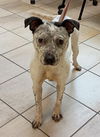 adoptable Dog in , VA named 181079 (Available 07/25)