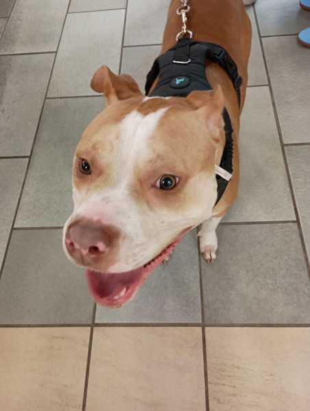 adoptable Dog in VAB, VA named 181086 Tia