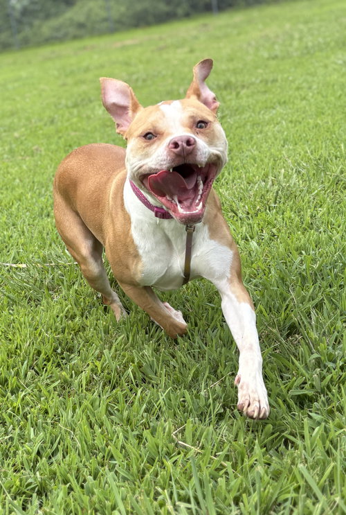 181086 Tia (Off Site Foster)