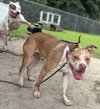 181086 Tia (Off Site Foster)