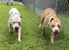 181086 Tia (Off Site Foster)