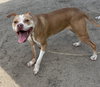 181086 Tia (Off Site Foster)