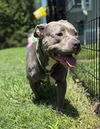 adoptable Dog in , VA named 181100 Chili
