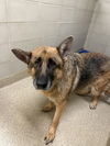 adoptable Dog in  named 181115 Luna