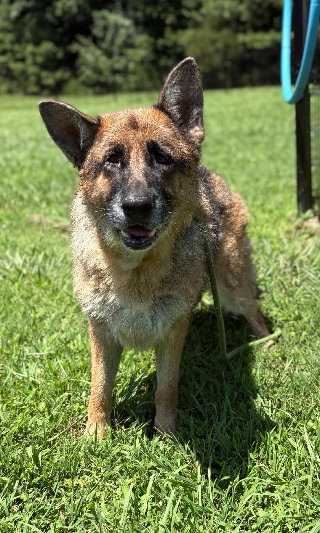 adoptable Dog in VAB, VA named 181115 Luna