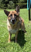 adoptable Dog in , VA named 181115 Luna