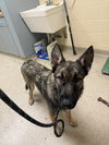 adoptable Dog in  named 181134 Dusty