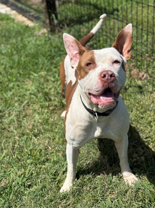 181137 Gus
