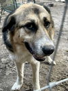 adoptable Dog in  named 181127 Sweet Pea