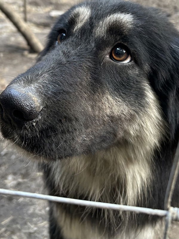 adoptable Dog in VAB, VA named 181129 Close Eyes