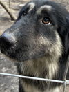 adoptable Dog in  named 181129 Close Eyes