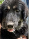 adoptable Dog in  named 181130 Coco Puffs