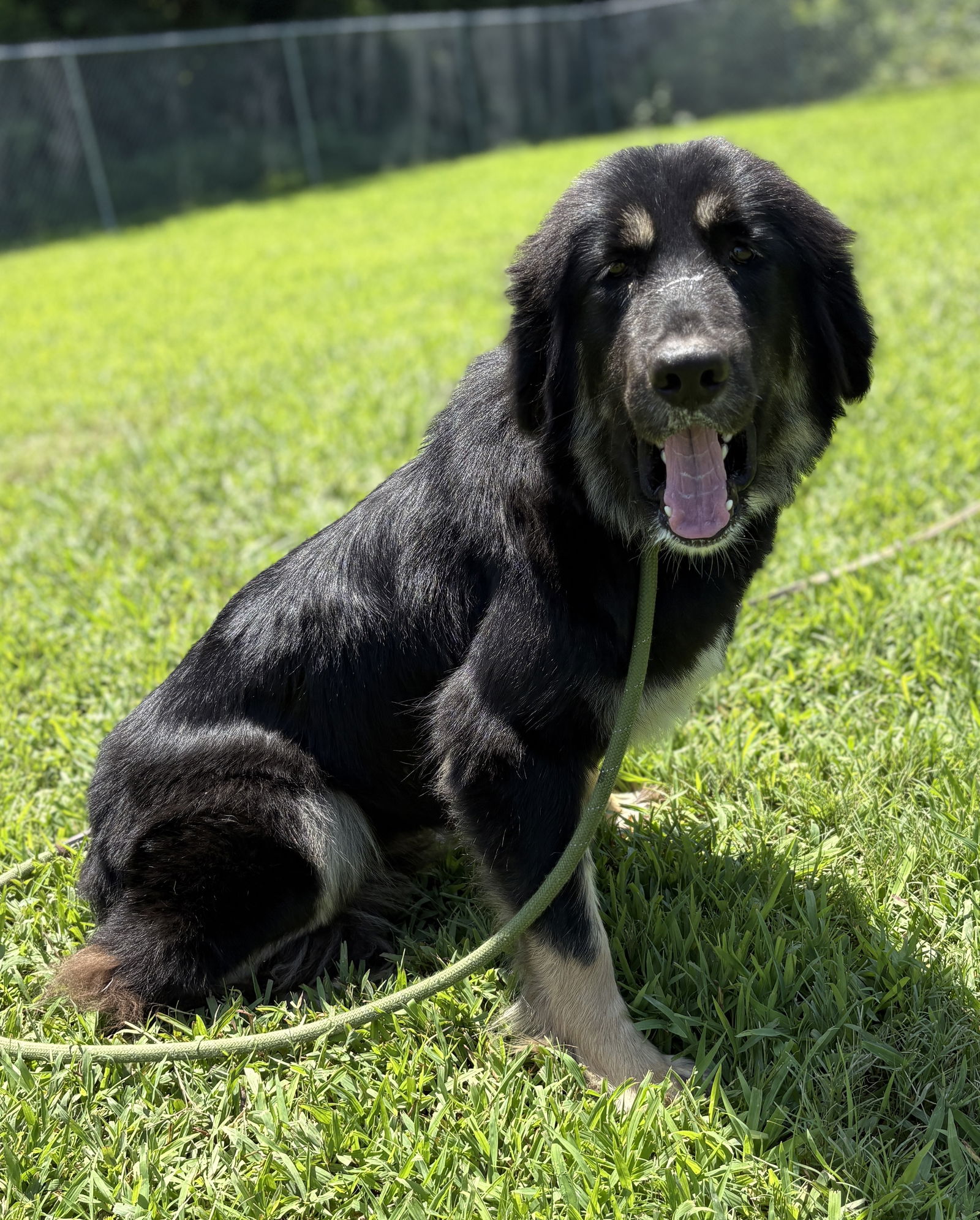 adoptable Dog in VAB, VA named 181130 Coco Puffs