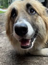 adoptable Dog in  named 181131 Baby Nuts