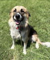 adoptable Dog in , VA named 181131 Baby Nuts