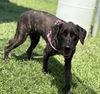 adoptable Dog in , VA named 181132 Sasha