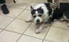 adoptable Dog in  named 142331 Lou