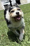 adoptable Dog in , VA named 142331 Lou