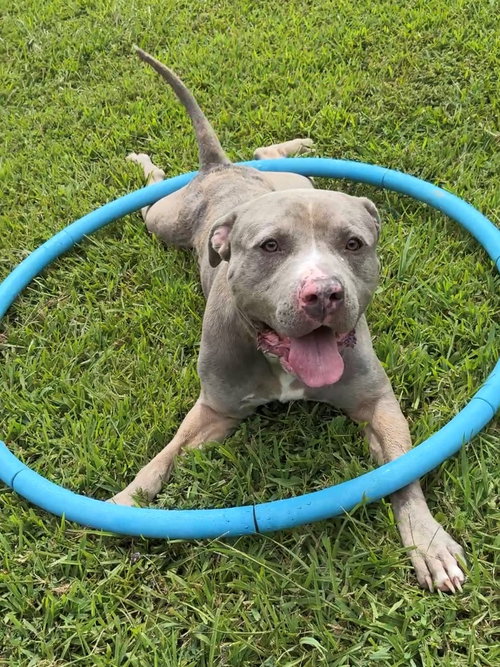 181159 Aaron (Off Site Foster)