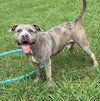 181159 Aaron (Off Site Foster)