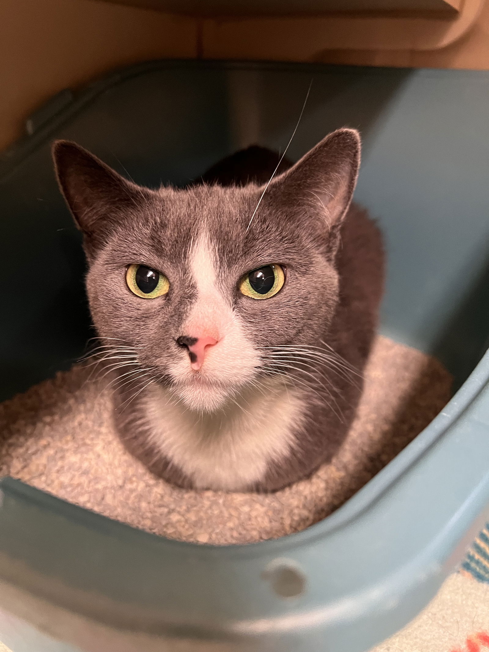 adoptable Cat in VAB, VA named 181175+181176 Shadow+Milo