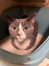 adoptable Cat in  named 181175+181176 Shadow+Milo