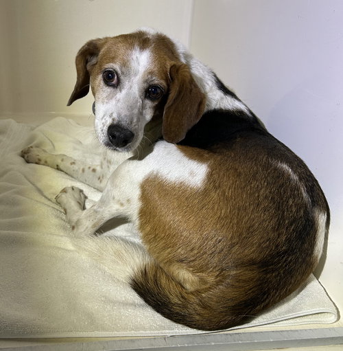 181306 Pumpkin Spice Bagel (Medical-OffSiteFoster)