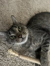 181482 Rosemary (Off Site Foster)