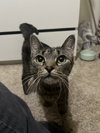 181482 Rosemary (Off Site Foster)